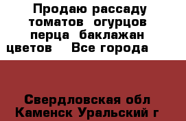 Продаю рассаду томатов, огурцов, перца, баклажан, цветов  - Все города  »    . Свердловская обл.,Каменск-Уральский г.